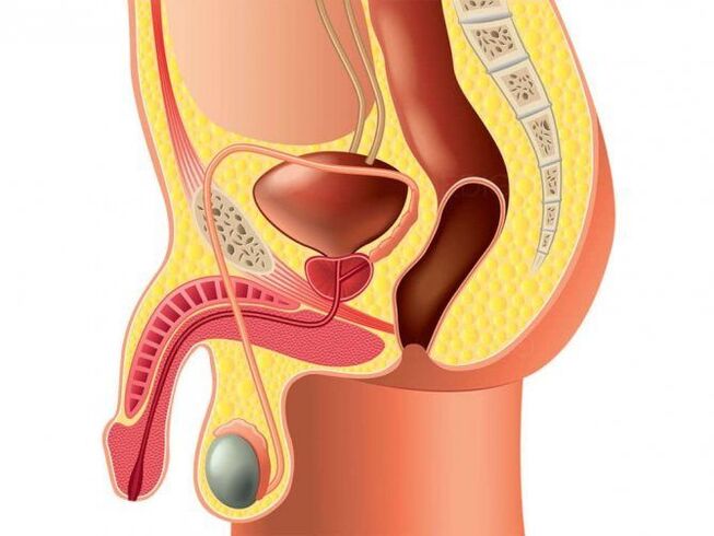 estructura del órgano genital